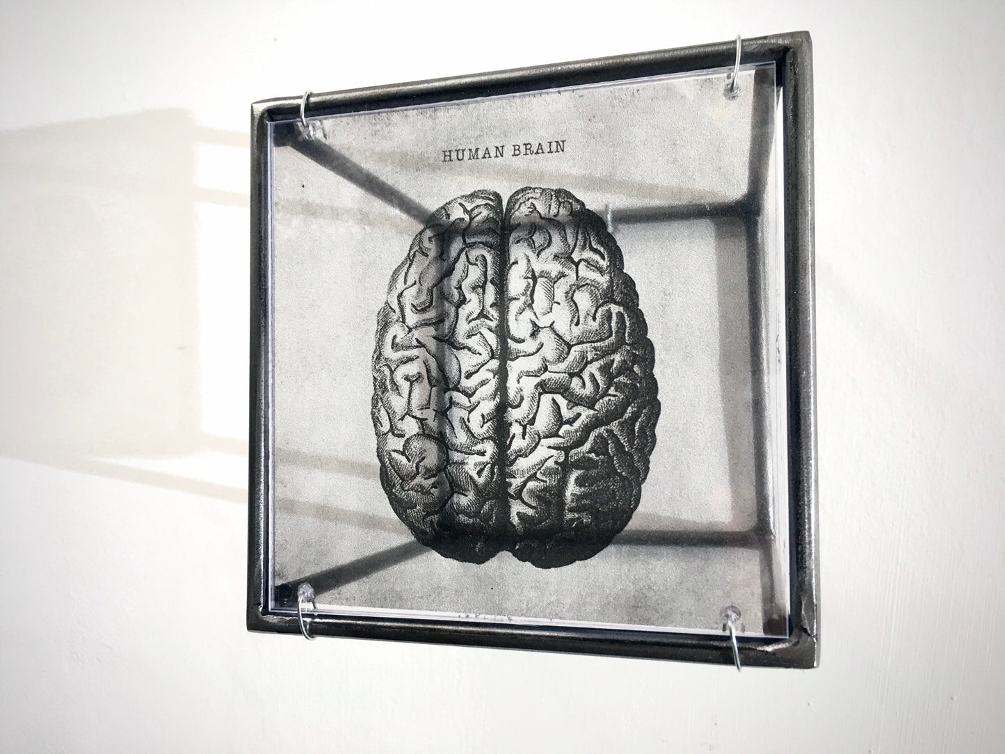 Human Brain, anatomical print in a cubic, metal, hanging wall art sculpture. Christmas artsy gift. - artandshadow