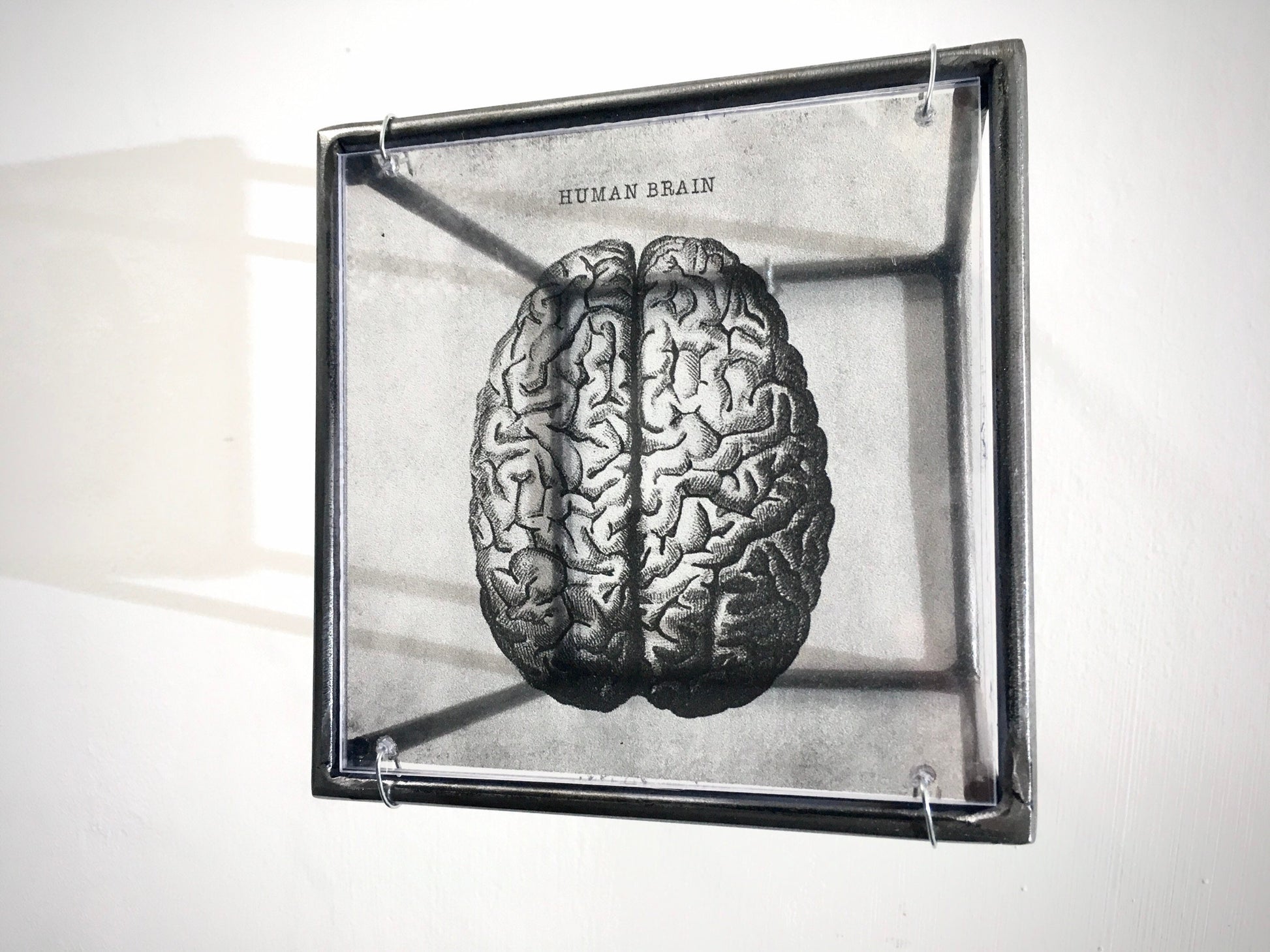 Human Brain, anatomical print in a cubic, metal, hanging wall art sculpture. Christmas artsy gift. - artandshadow