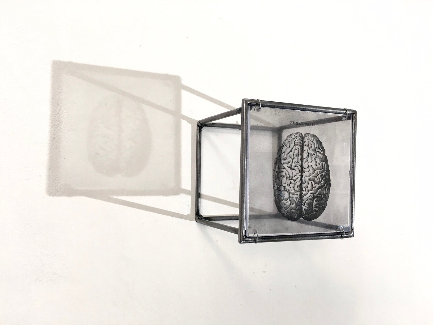 Human Brain, anatomical print in a cubic, metal, hanging wall art sculpture. Christmas artsy gift. - artandshadow