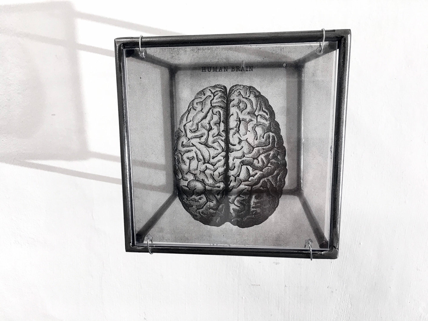 Human Brain, anatomical print in a cubic, metal, hanging wall art sculpture. Christmas artsy gift. - artandshadow