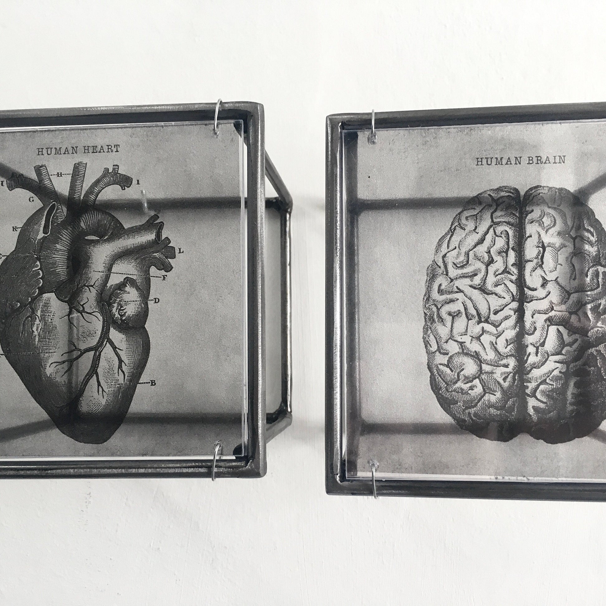 Hanging metal sculpture. Anatomical heart and brain art print. Art and shadow wall decor. Christmas art gift. - artandshadow