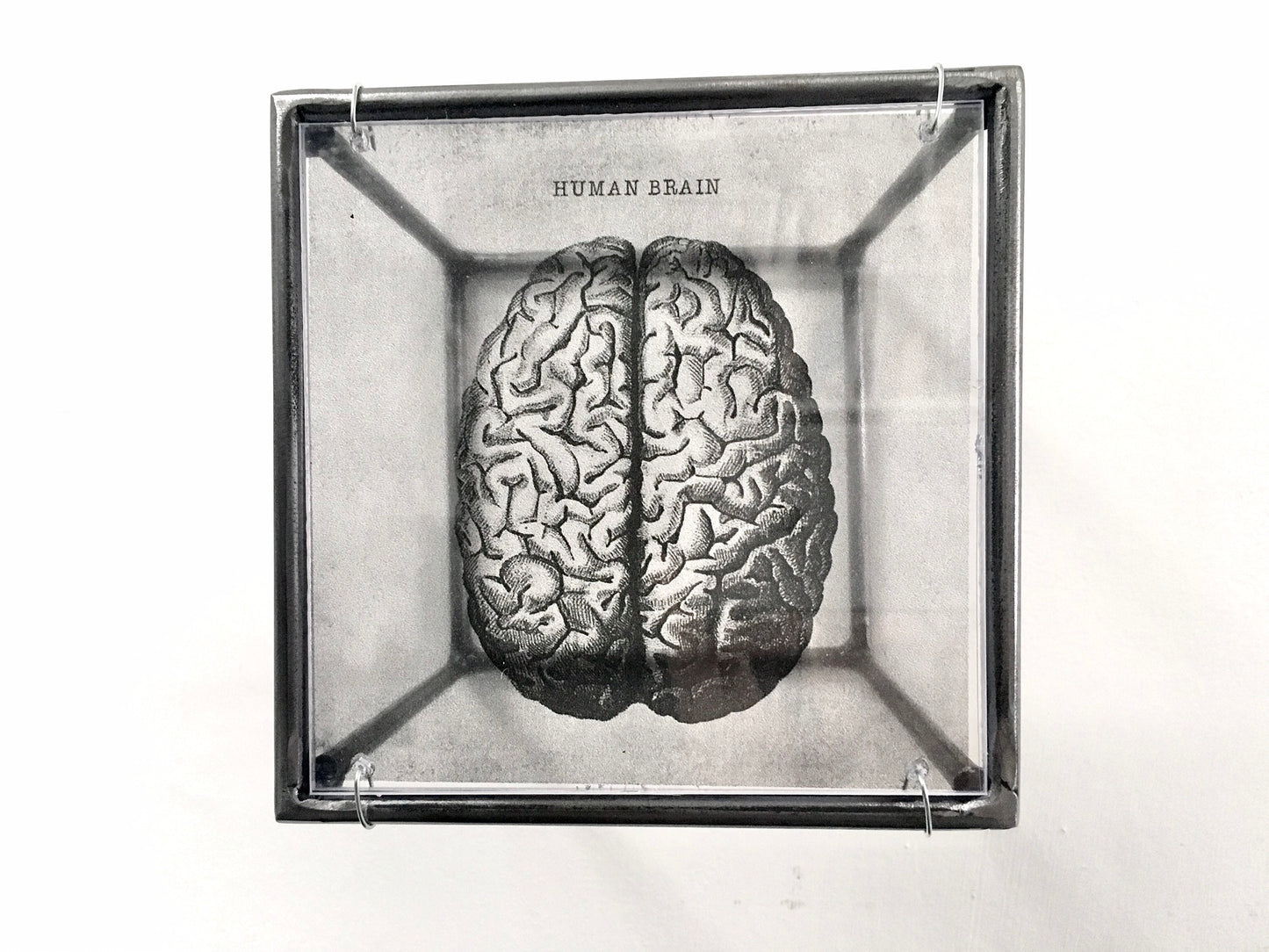 Human Brain, anatomical print in a cubic, metal, hanging wall art sculpture. Christmas artsy gift. - artandshadow