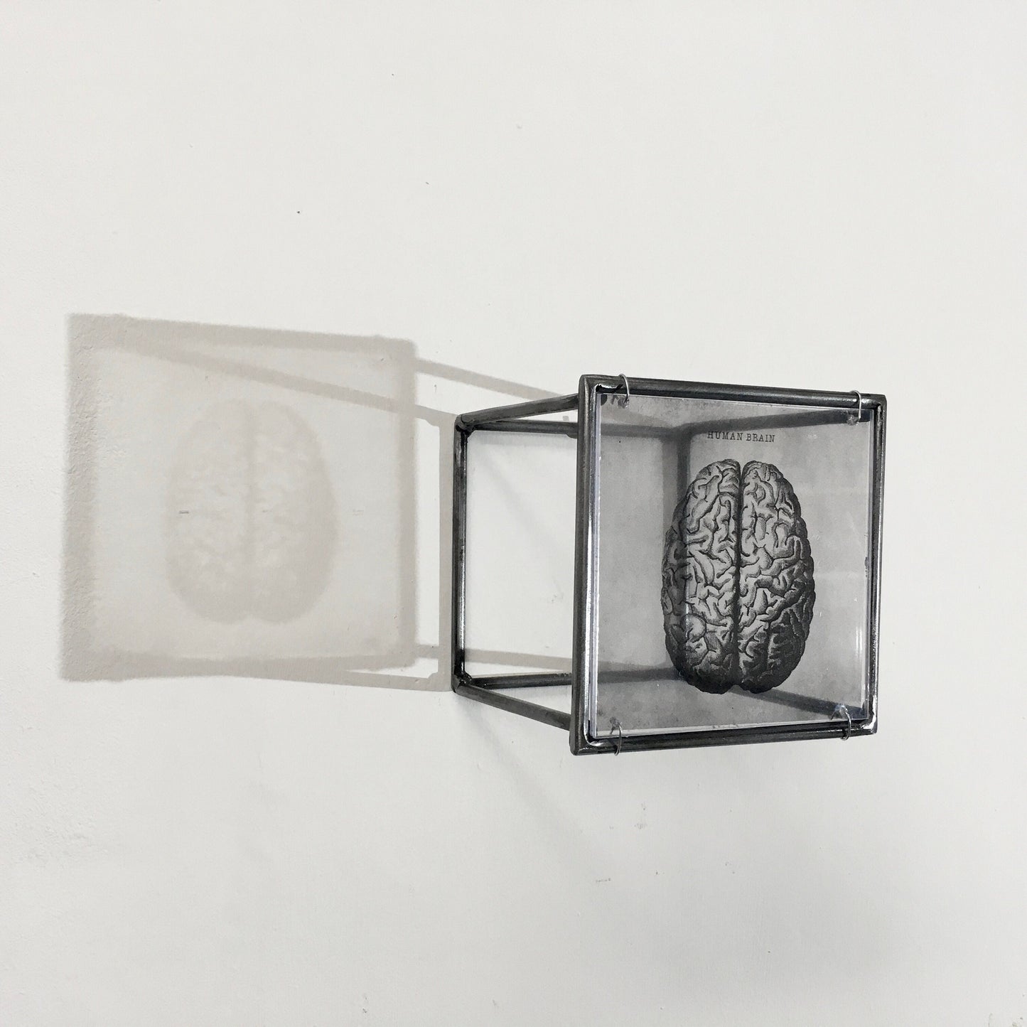 Human Brain, anatomical print in a cubic, metal, hanging wall art sculpture. Christmas artsy gift. - artandshadow