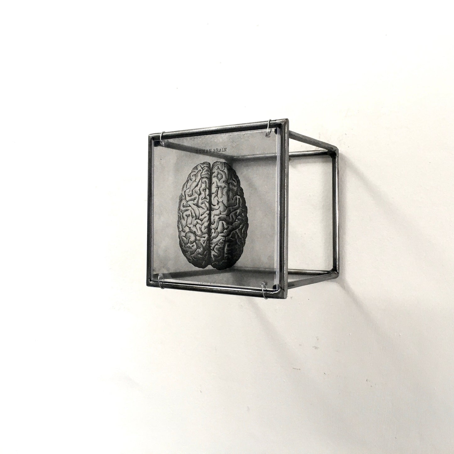 Human Brain, anatomical print in a cubic, metal, hanging wall art sculpture. Christmas artsy gift. - artandshadow