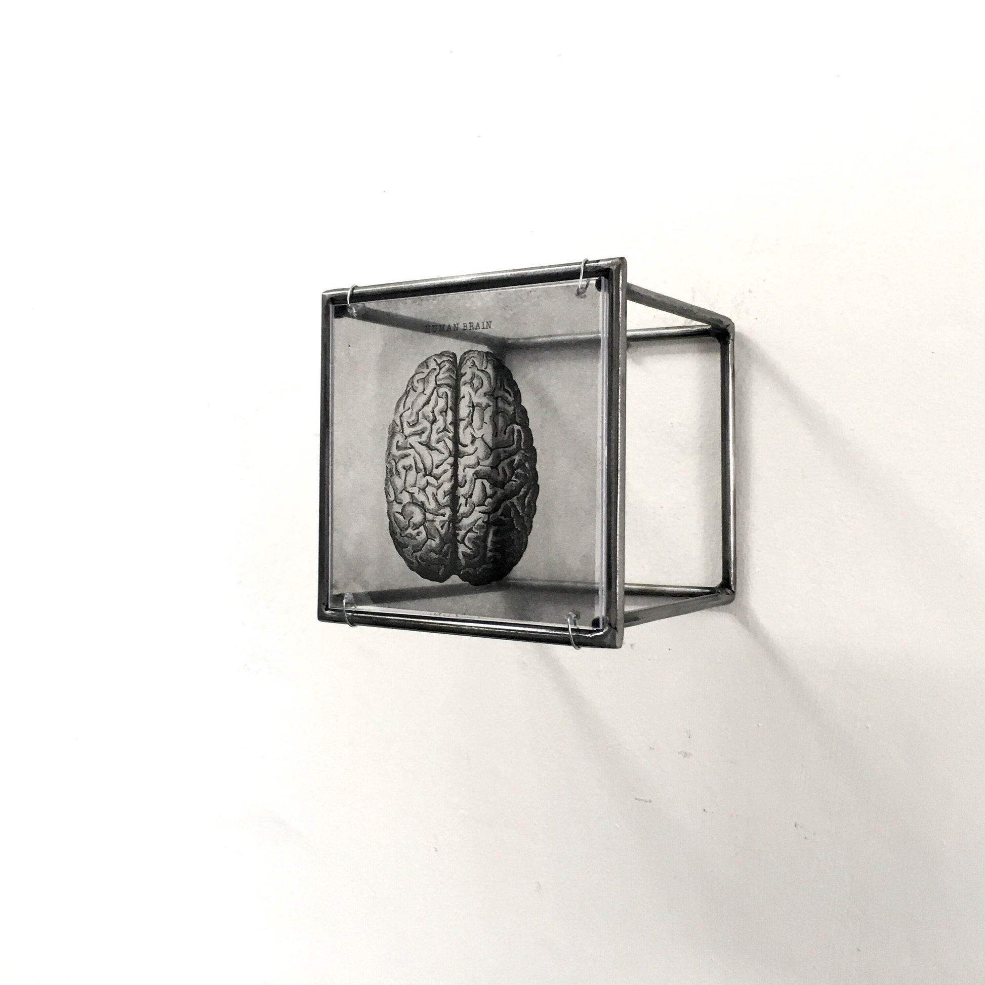 Human Brain, anatomical print in a cubic, metal, hanging wall art sculpture. Christmas artsy gift. - artandshadow