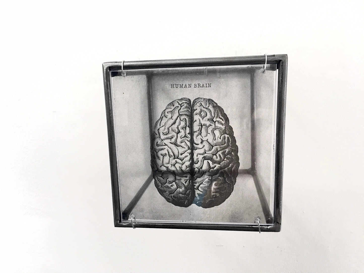 Human Brain, anatomical print in a cubic, metal, hanging wall art sculpture. Christmas artsy gift. - artandshadow
