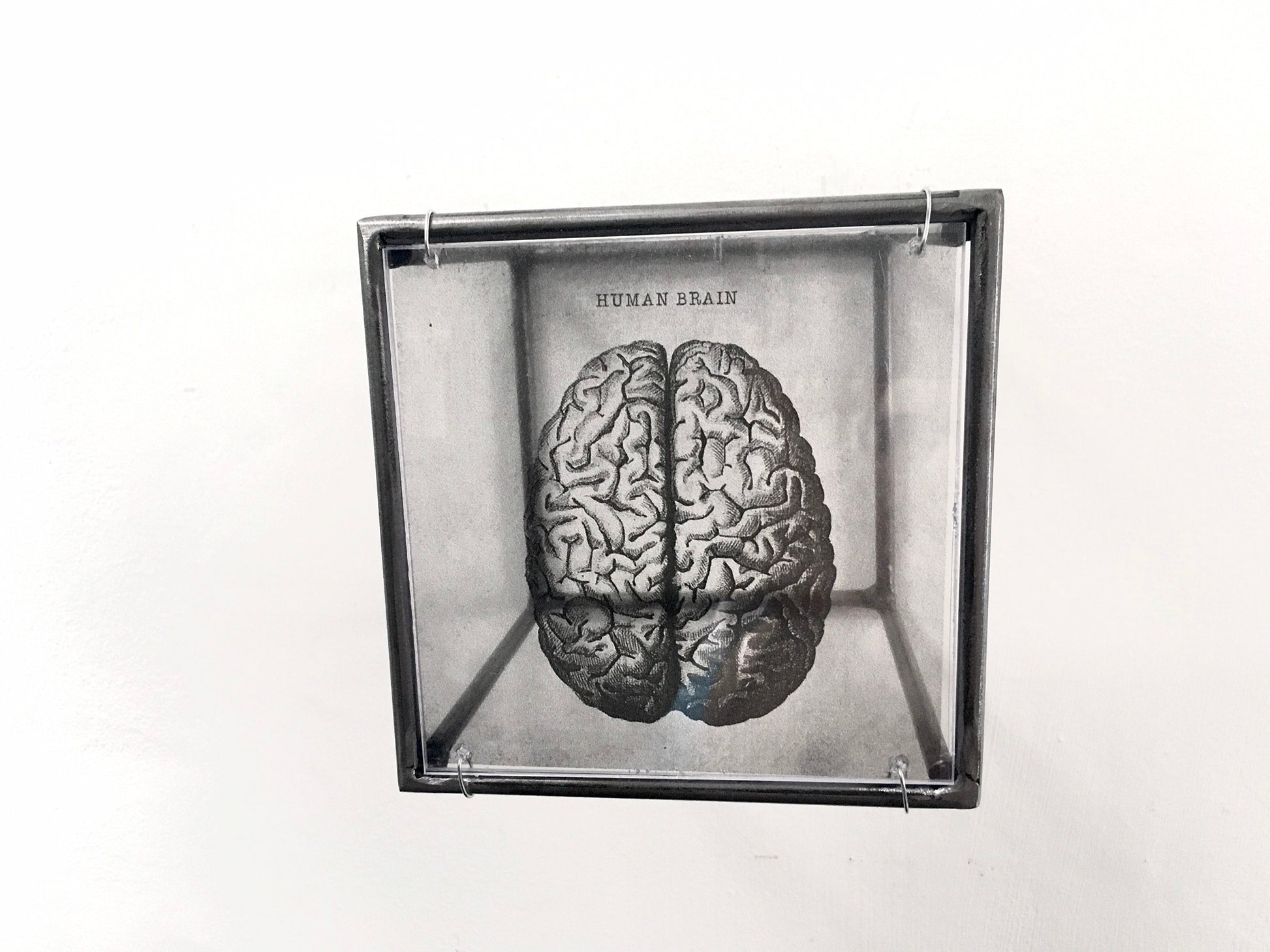 Human Brain, anatomical print in a cubic, metal, hanging wall art sculpture. Christmas artsy gift. - artandshadow