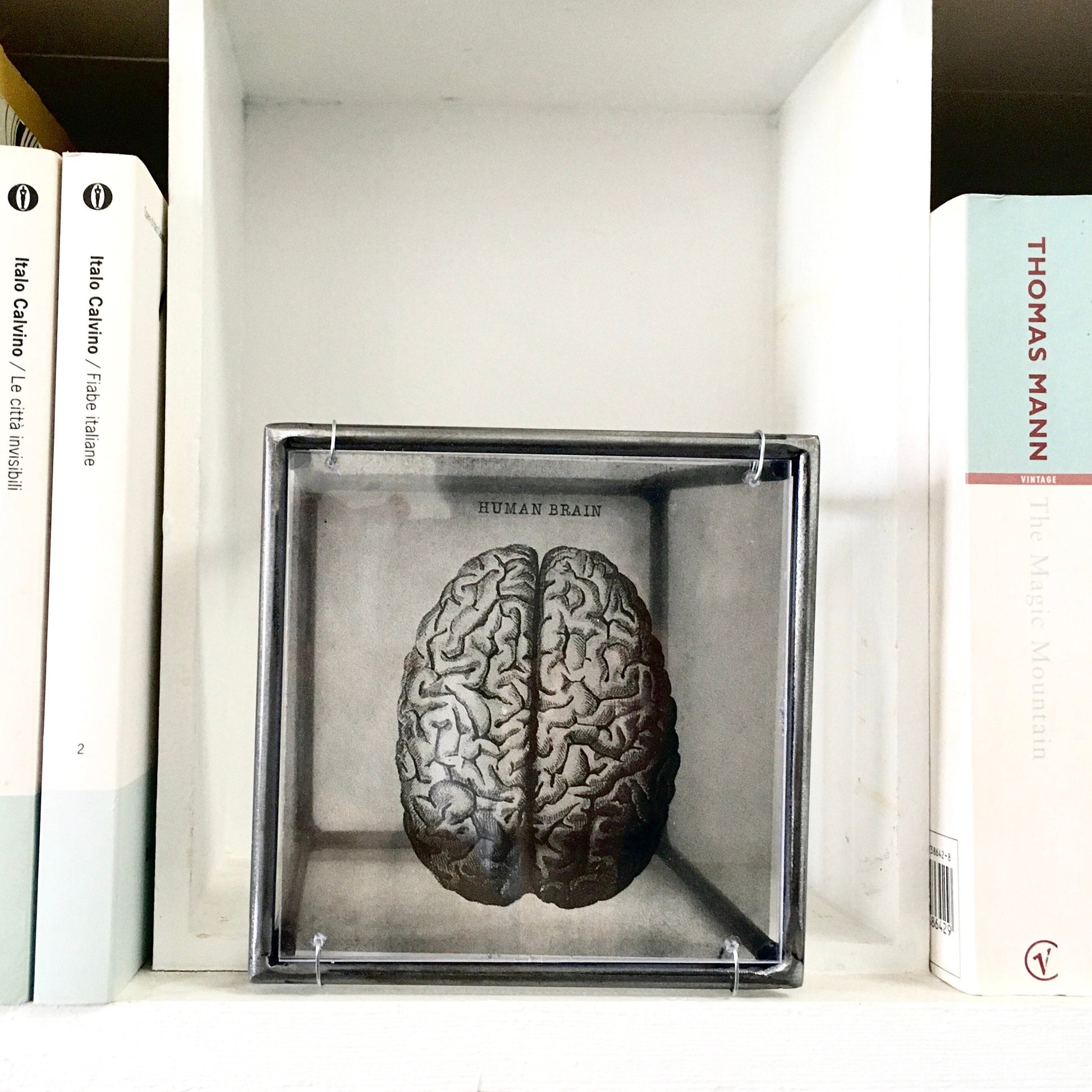 Human Brain, anatomical print in a cubic, metal, hanging wall art sculpture. Christmas artsy gift. - artandshadow