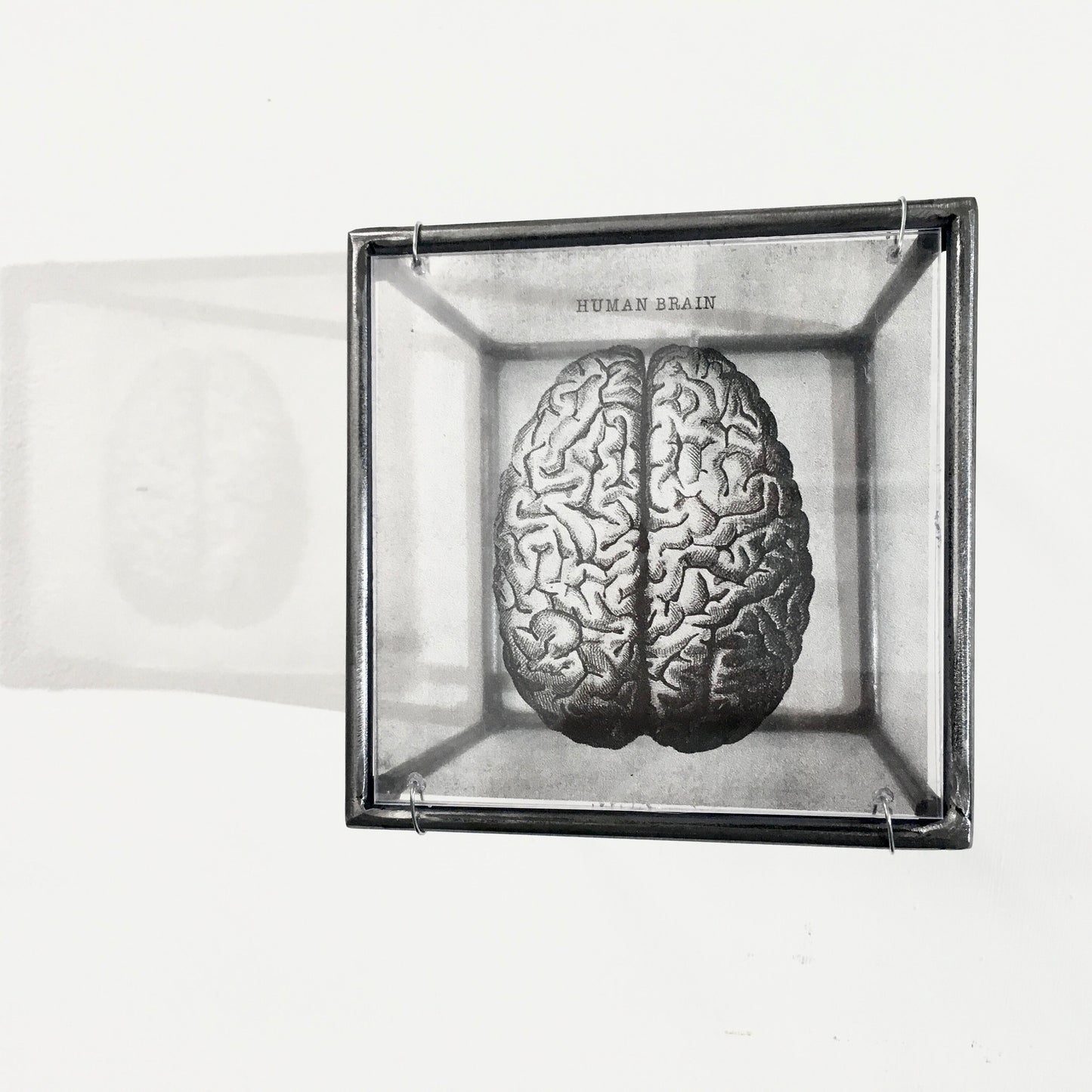 Human Brain, anatomical print in a cubic, metal, hanging wall art sculpture. Christmas artsy gift. - artandshadow